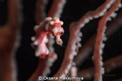 Denise's pygmy seahorse (Hippocampus denise)
 by Oksana Maksymova 